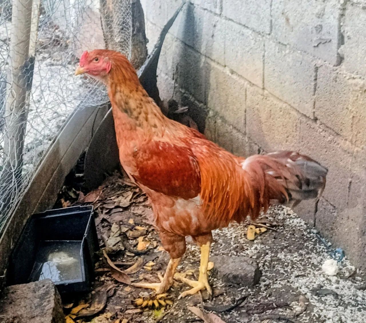 Venda de Galos - Foto 2