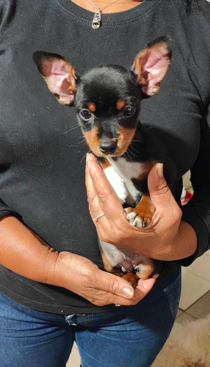 Pinscher  - Foto 4