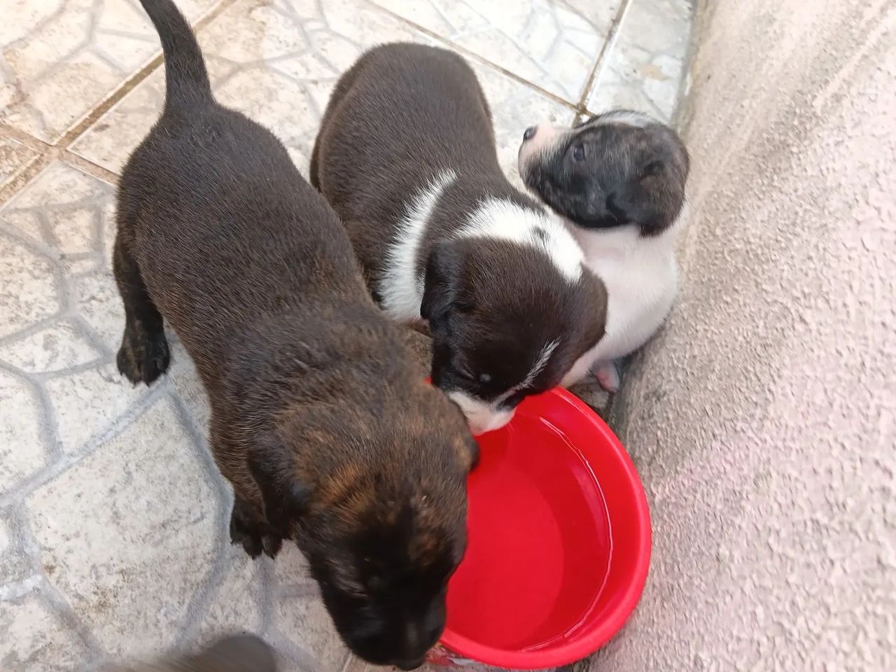Adoção responsável  - Foto 4
