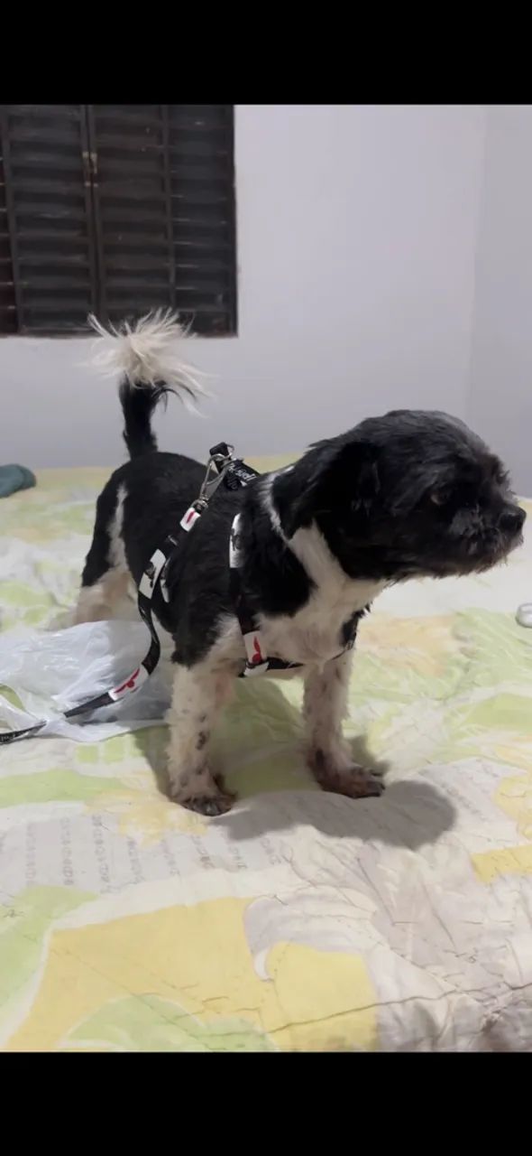 Cachorra desaparecida  - Foto 3