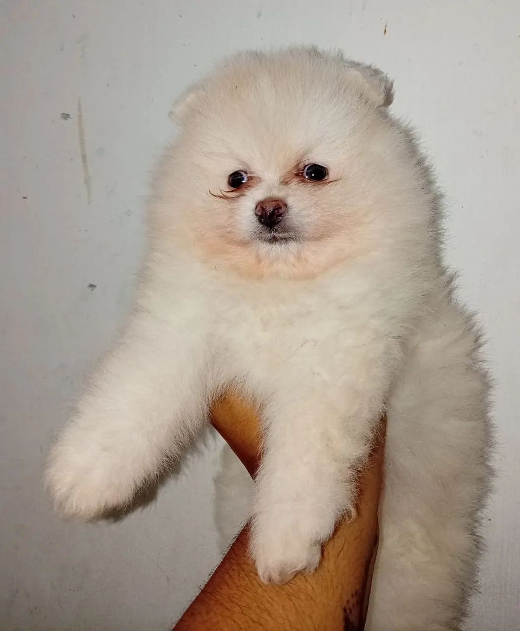 Spitz alemão anão macho. - Foto 3