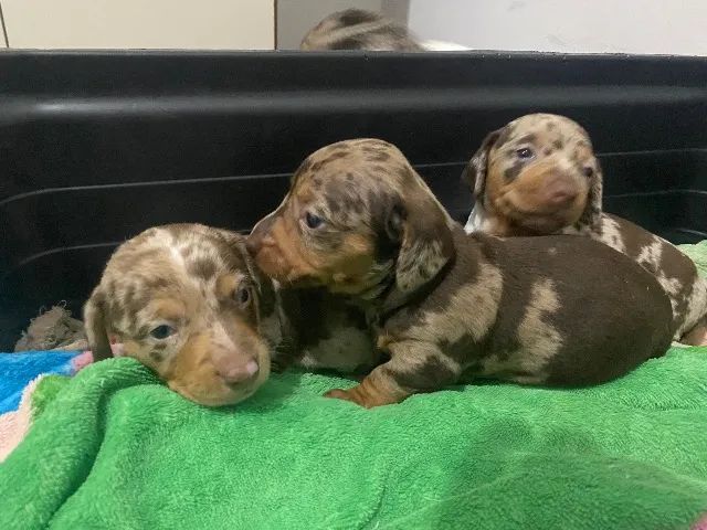 Dachshund Fêmea  - Foto 3