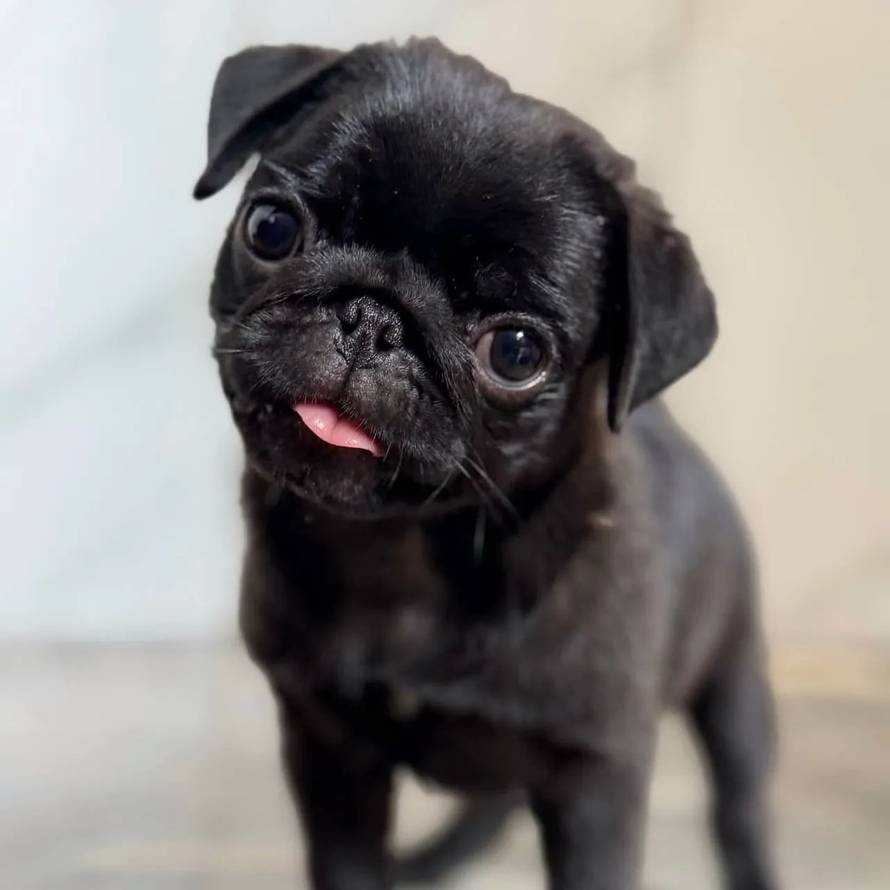 Pug - Foto 2