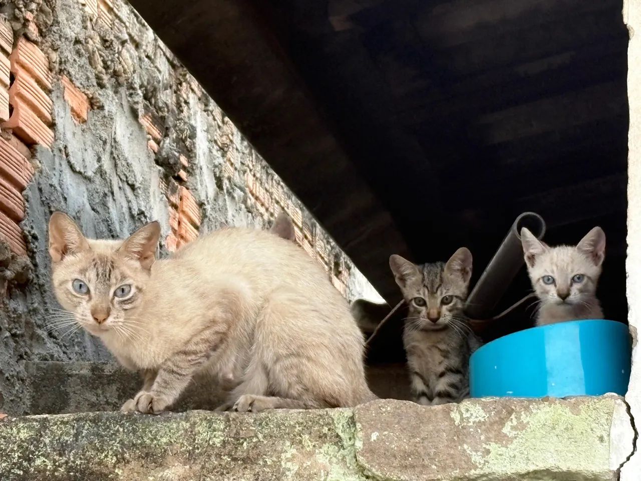 Gatinho para DOAÇÃO  - Foto 5