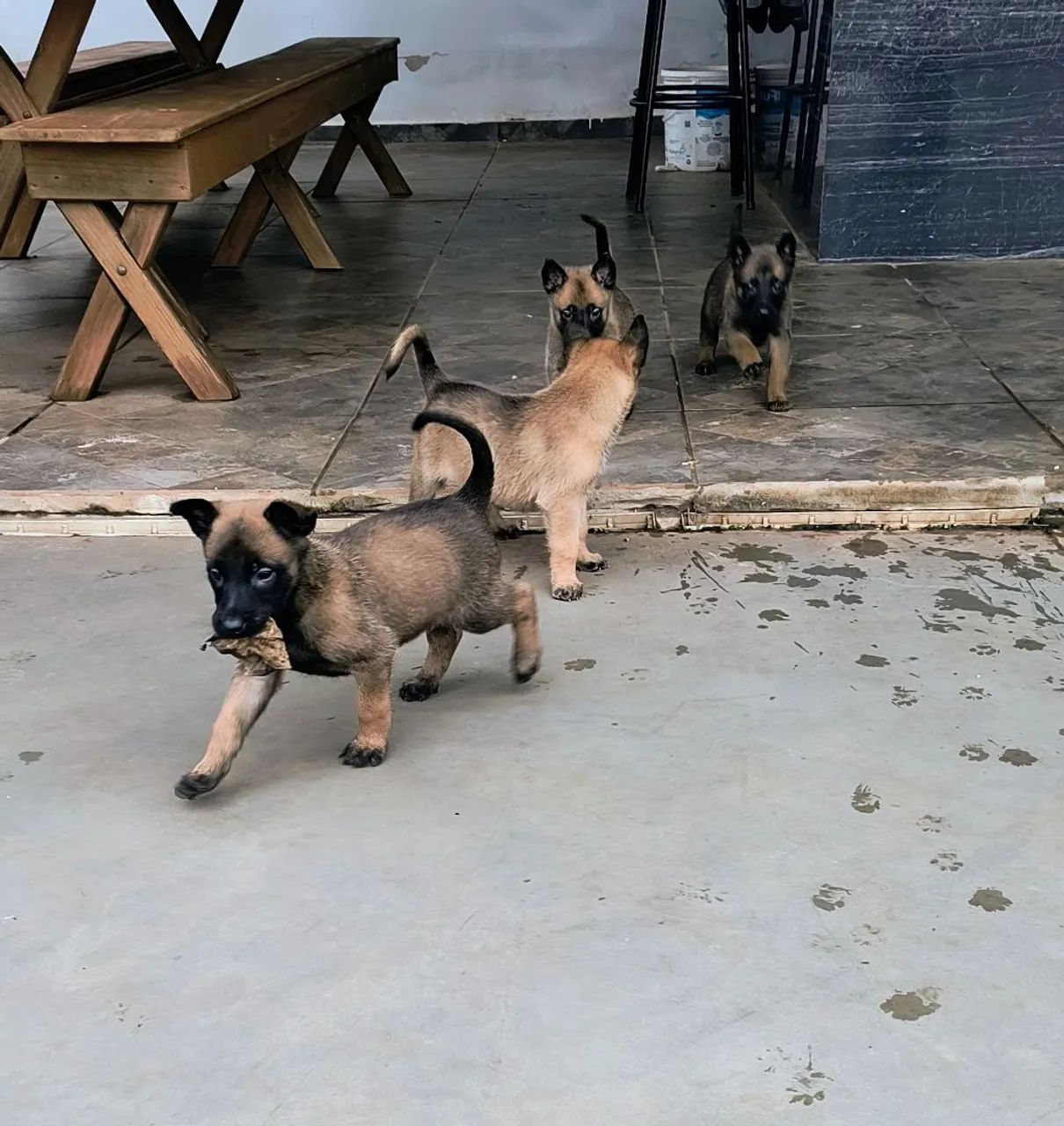Pastor belga malinois  - Foto 5