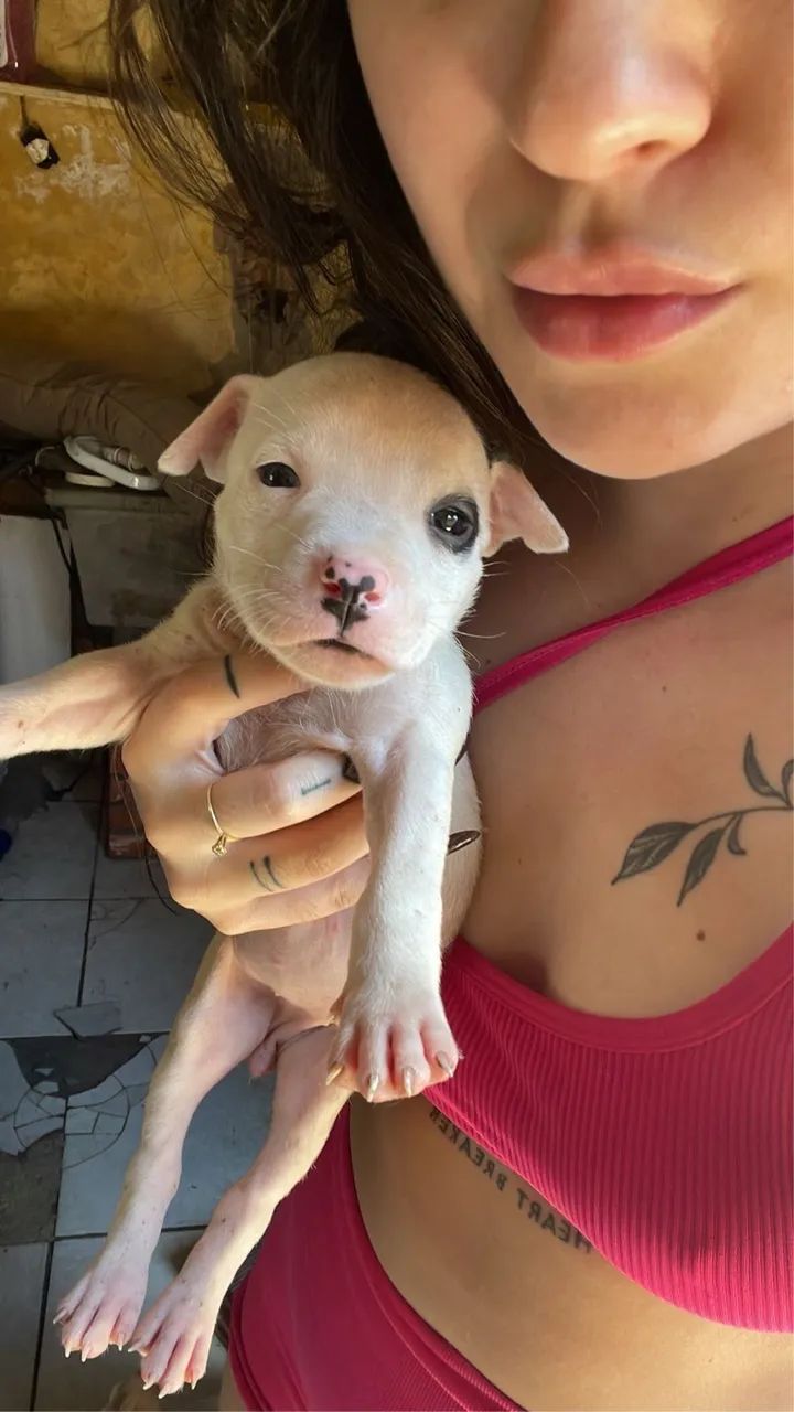 Lindos filhotes de pitbull  - Foto 4