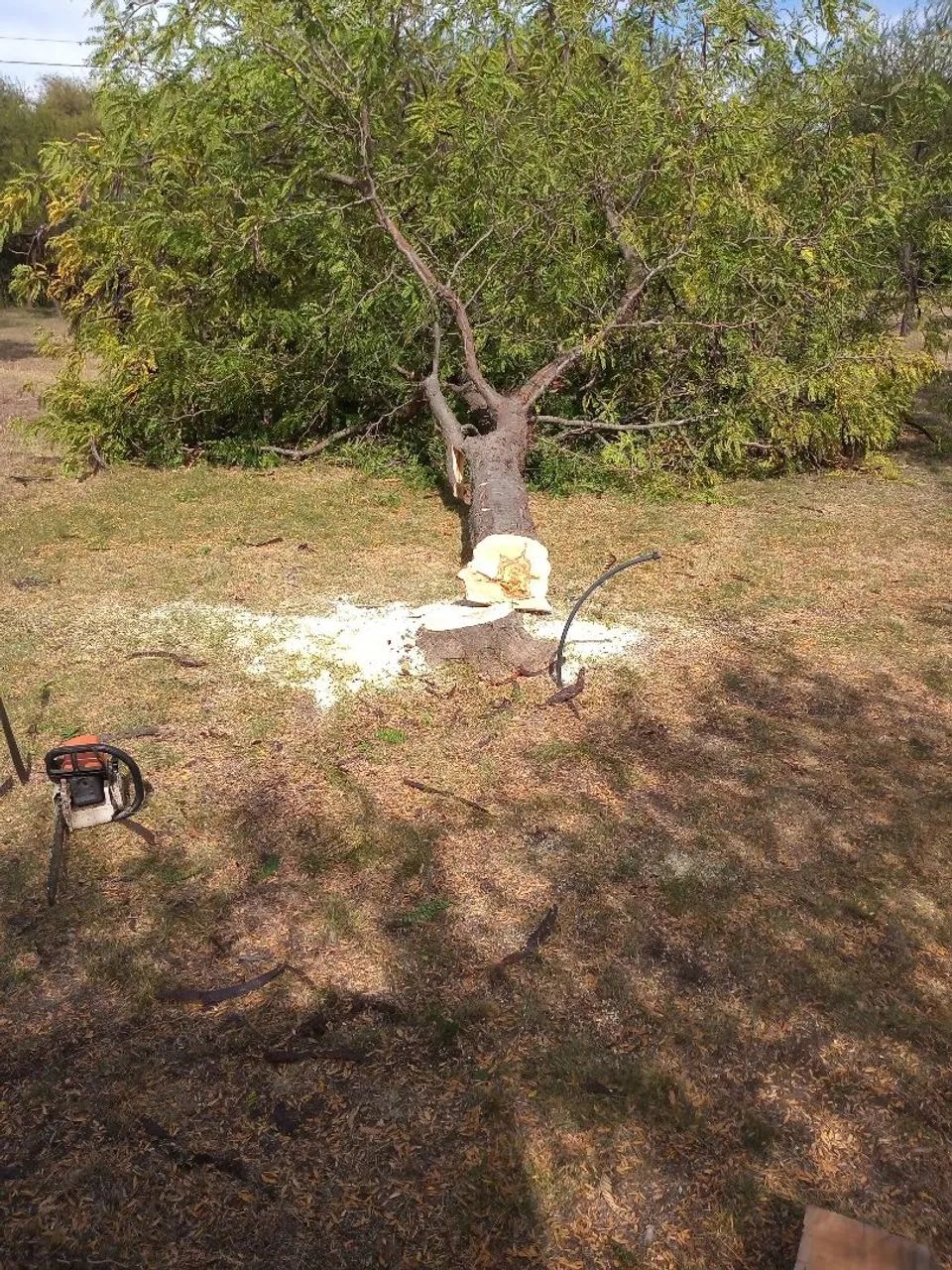Limpeza e poda do terreno! - Foto 2