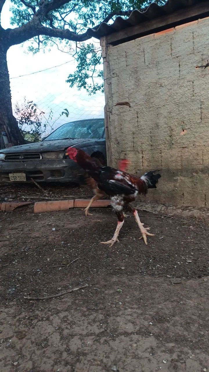 Galo e Galinhas  - Foto 2