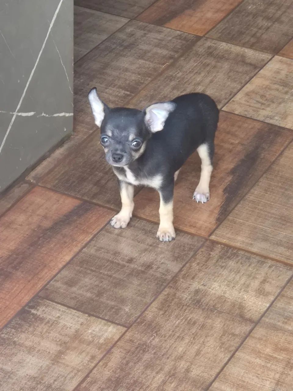 Chihuahua Macho  - Foto 2