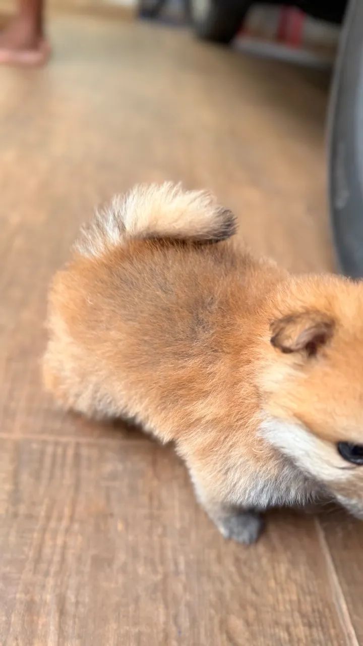 Spitz alemão Lulu da pomerania - Foto 4