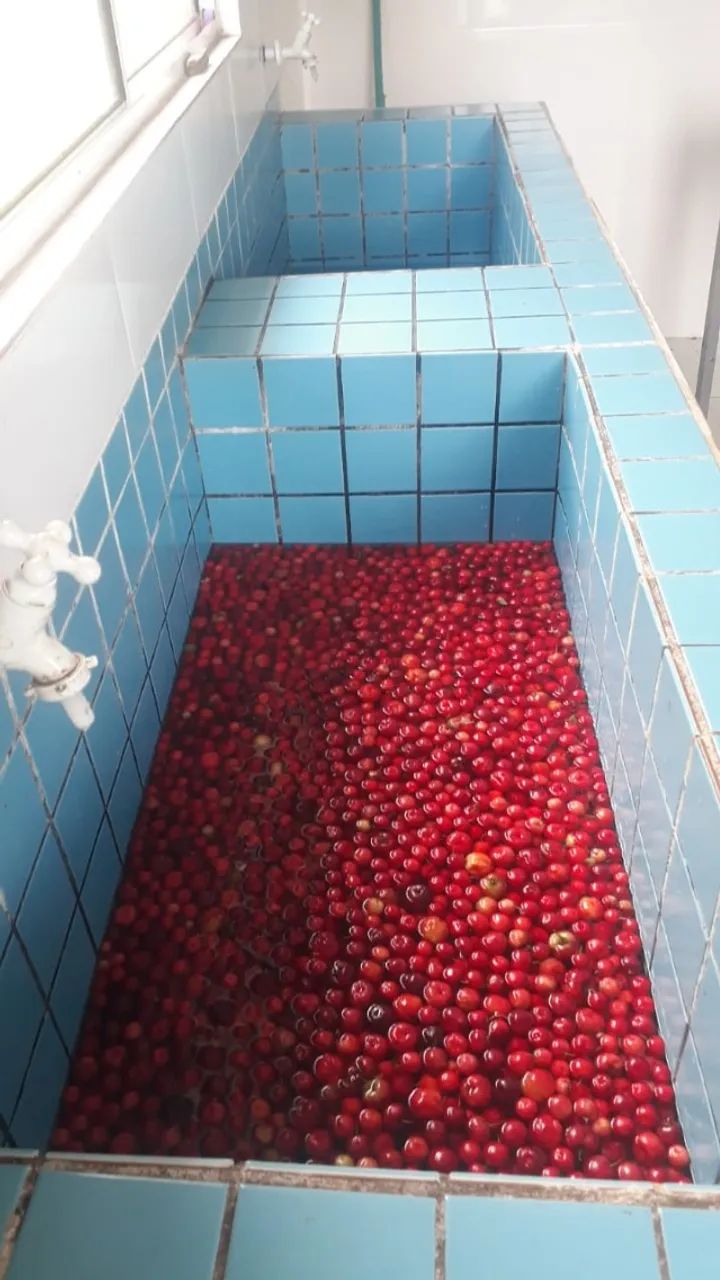 Polpa de acerola ou acerola congelada