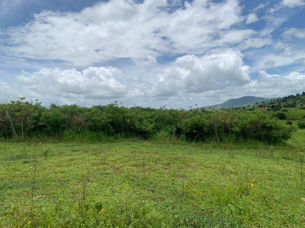 Mandioca Pornunça- mudas de toda a plantação  - Foto 5