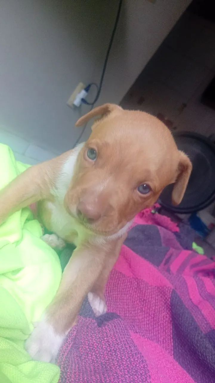 Cachorro Pit Bull  - Foto 2