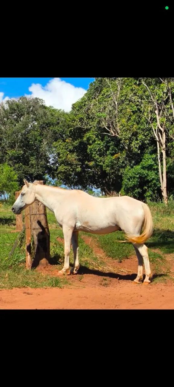 Cavalo árabe  - Foto 4