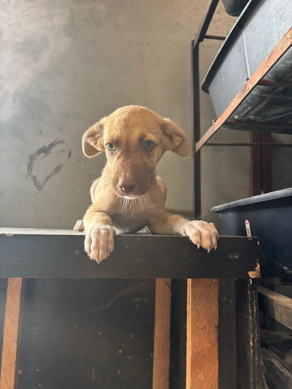 Doação de cachorro macho 