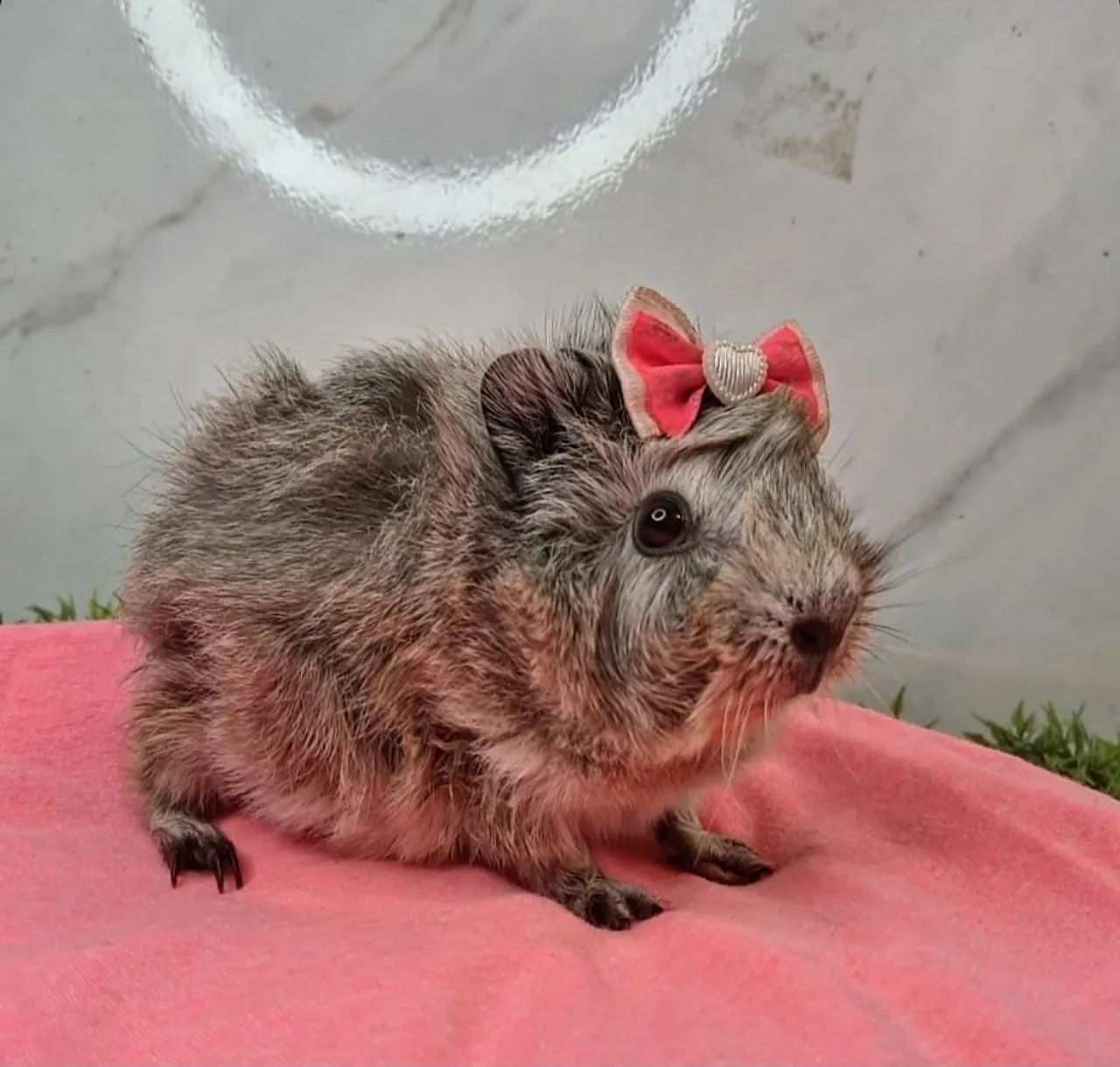 Porquinho da india - Foto 3