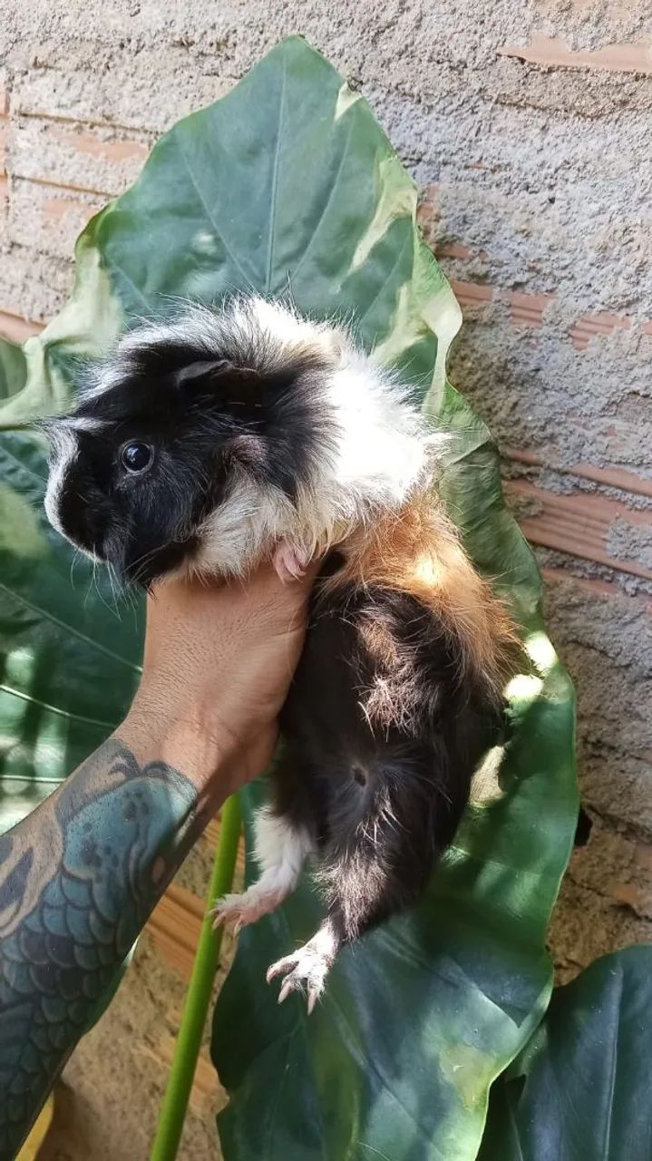 Porquinho da índia macho - Foto 4