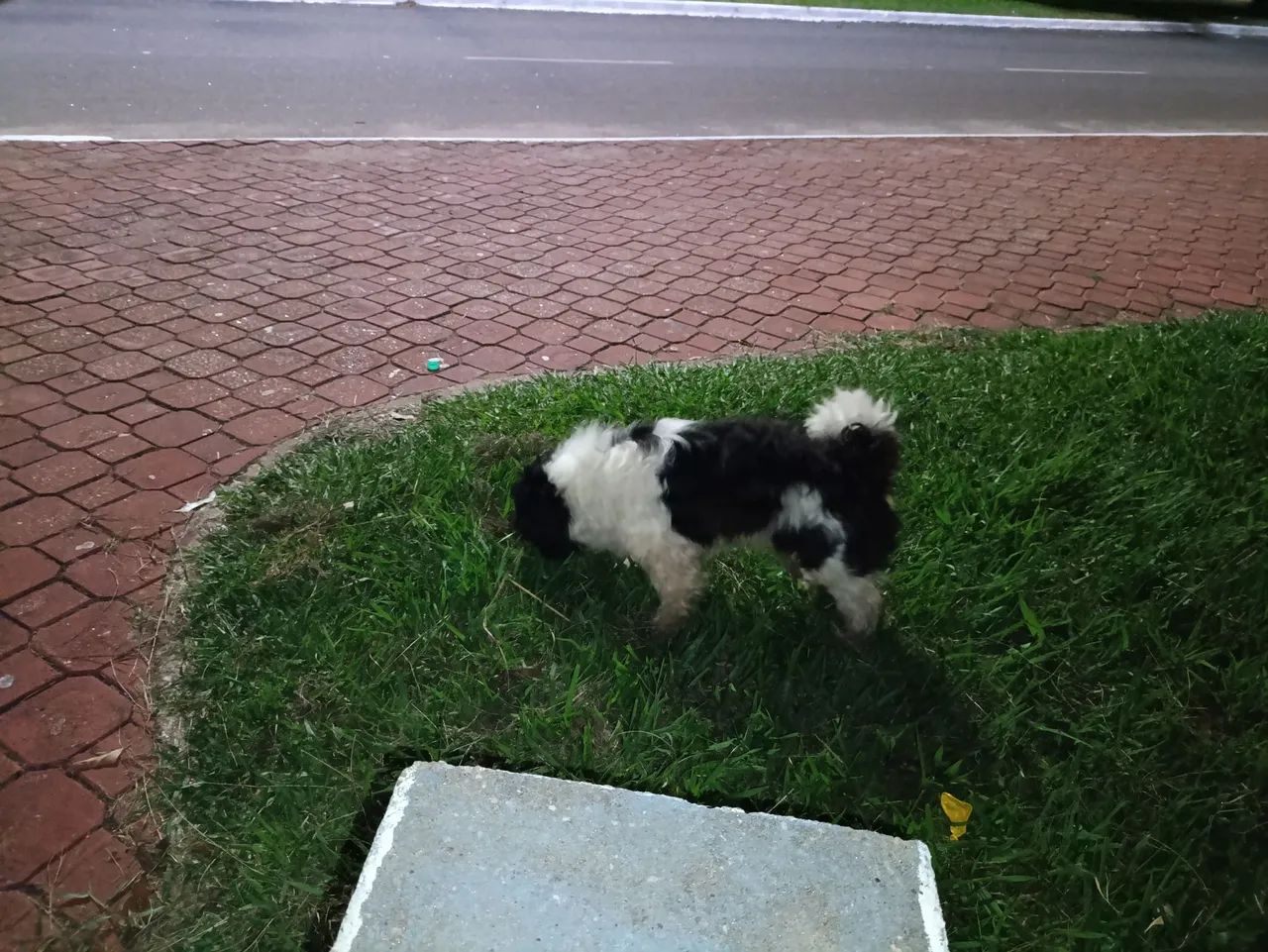 Vendo cachorro adulto raça Shitzu com 6 anos mais chamado de floquinho - Foto 5