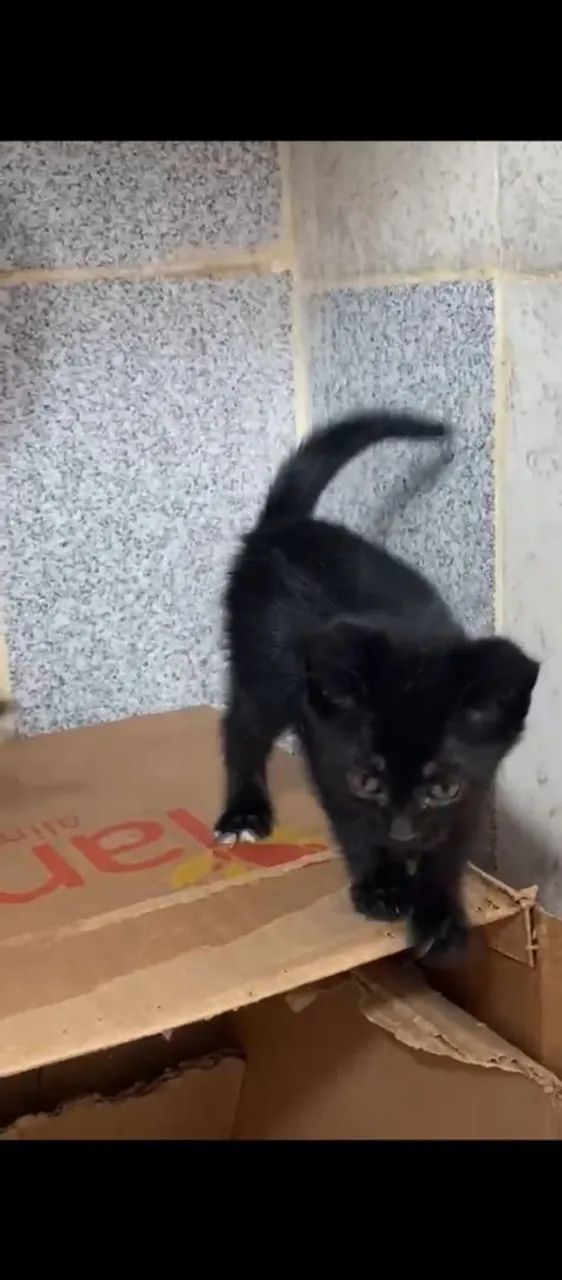 GATINHOS PARA ADOÇÃO RESPONSÁVEL - Foto 3