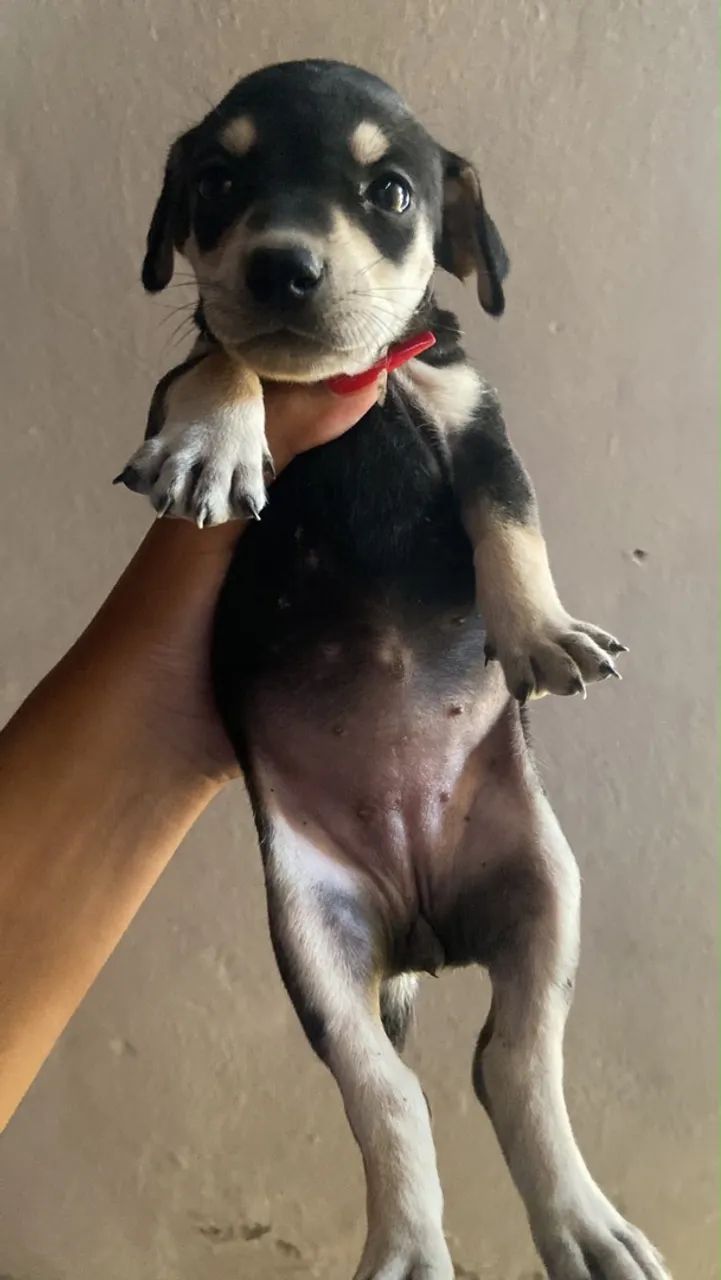 Doação de cachorro  - Foto 2