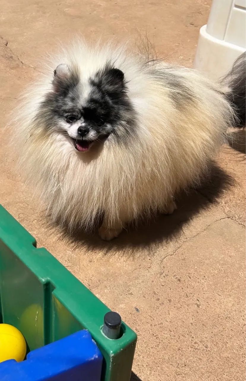 Lulu para cruza  - Foto 2