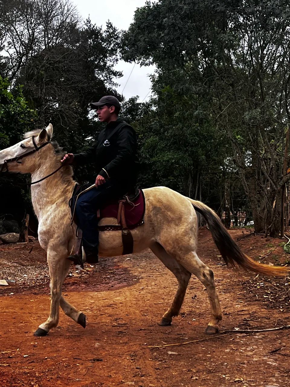 Vende se duas éguas 