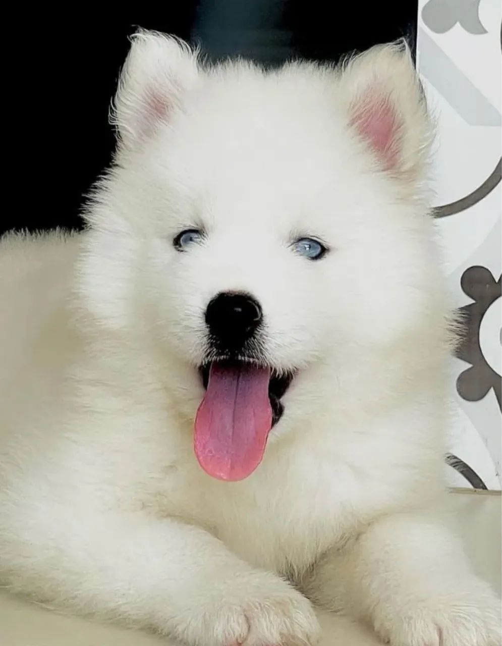 Husky siberiano 