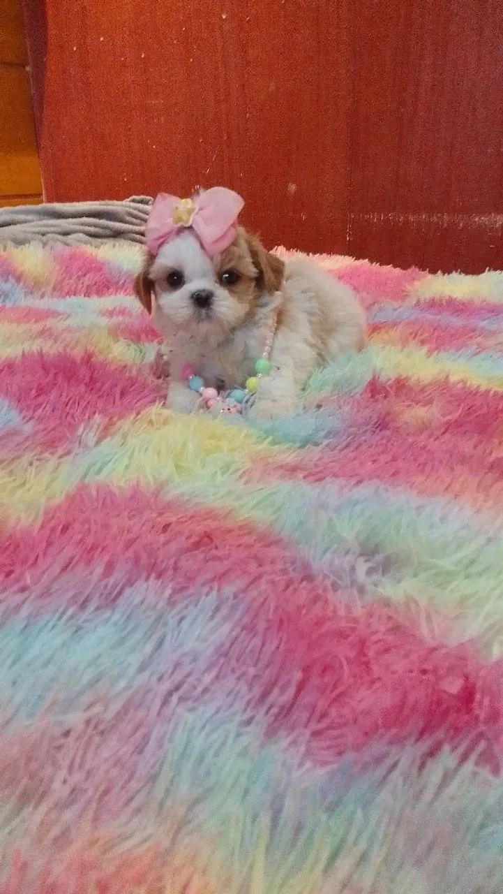 Shih tzus legítimos  - Foto 3