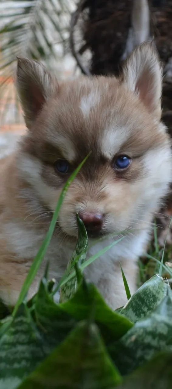pomsky femea 