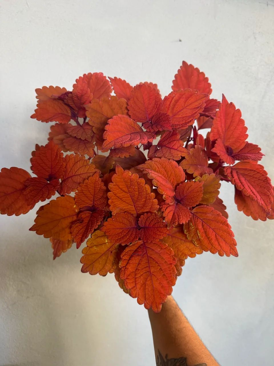 Muda coleus vermelho - Foto 4