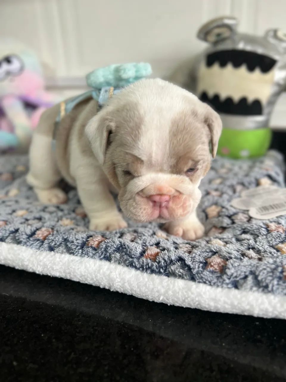 Bulldog inglês  - Foto 4