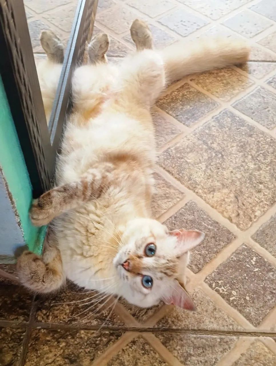 Gata doação  - Foto 4