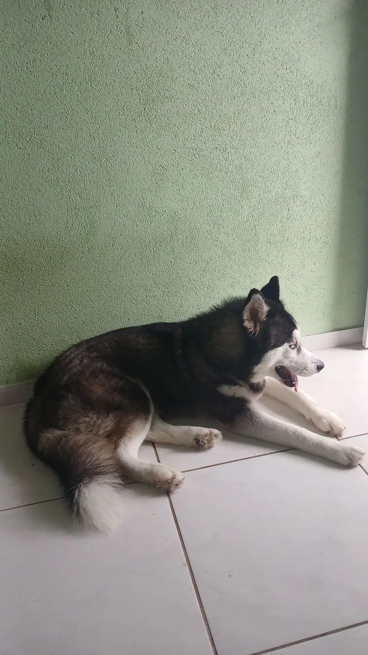 Husky Siberiano, macho 1 ano - Foto 4