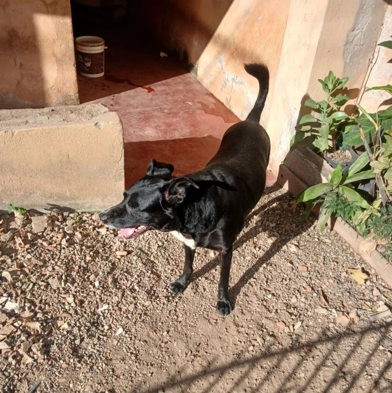Doando cachorro - Foto 2