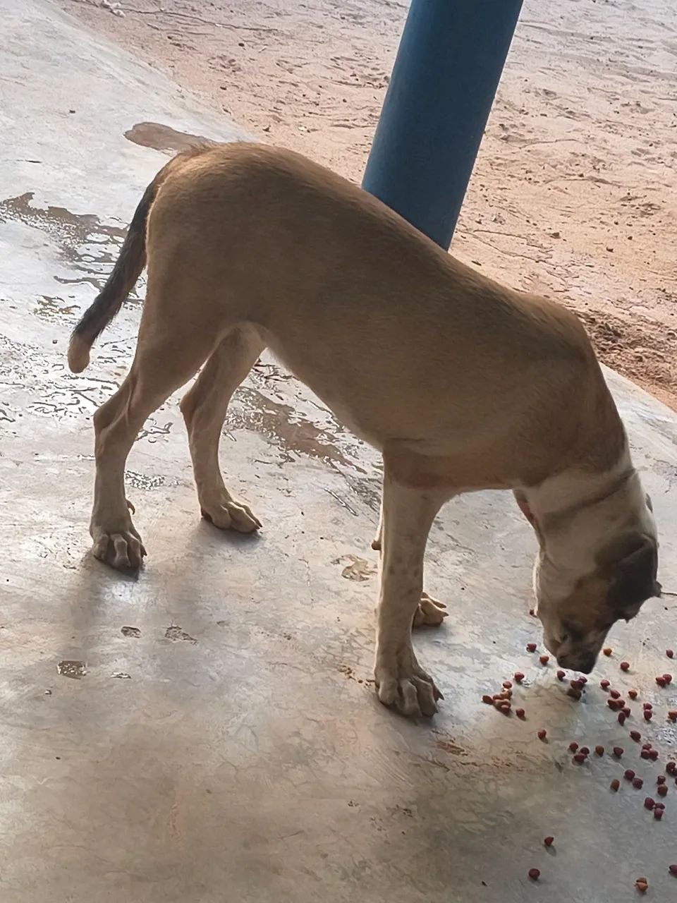 Cadela para doação! - Foto 3