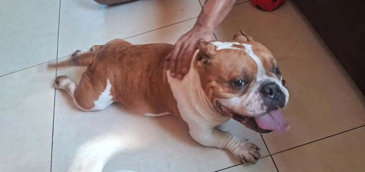 Casal de american bully  - Foto 5