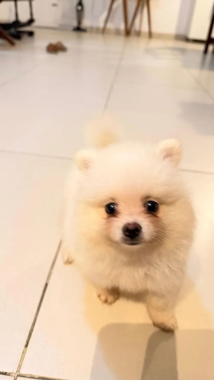Spitz alemão macho 