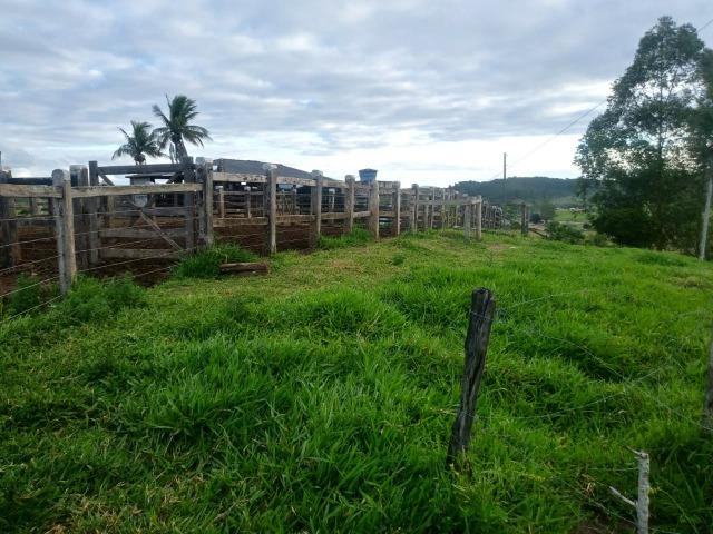 Excelente fazenda de pecuária e café na BR 101, - Foto 6