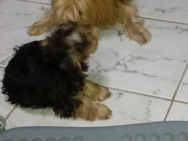 Filhotinho Yorkshire macho lindo Ligue 81 99962.7729 whatsapp. Não fico no chat da OLX - Foto 2