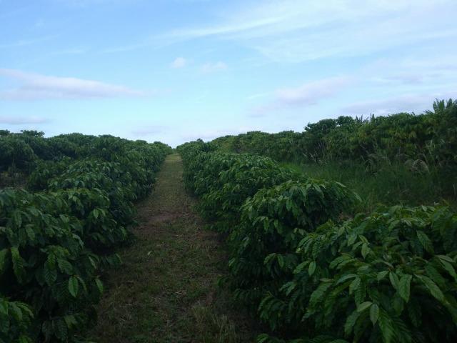 Excelente fazenda de pecuária e café na BR 101, - Foto 11