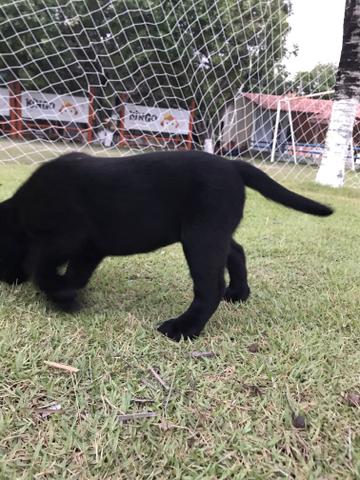 Vendo filhotes de Labrador - Foto 4