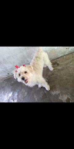 Poodle a procura de um namorado - Foto 4