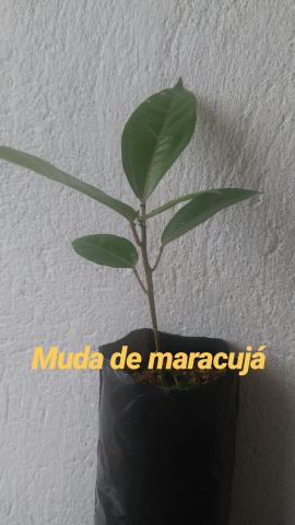 Mudas promocao