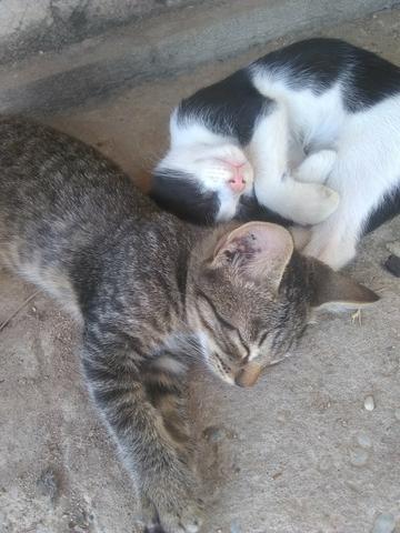 Doação de gatos - Foto 3