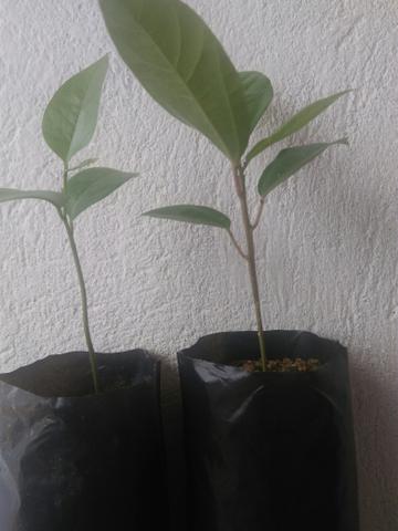 Mudas promocao - Foto 3