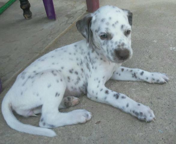 Vendo filhotes de dalmata - Foto 4