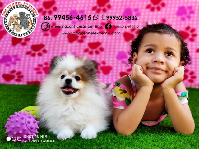 Spitz Alemão Com Pedigree Canil Teresina Raças Pequenas