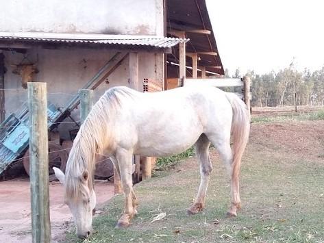Cavalo, égua e potro