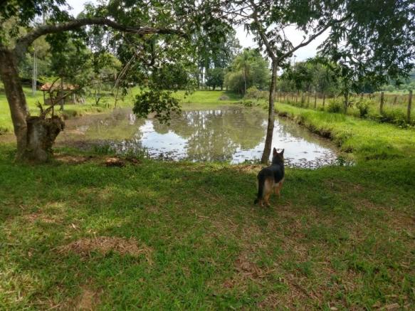 Sítio 4,1 hectares - volta do anacleto - montenegro - rs - Foto 15