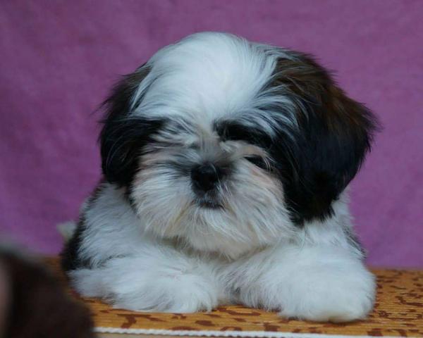 Filhotes de shih tzu